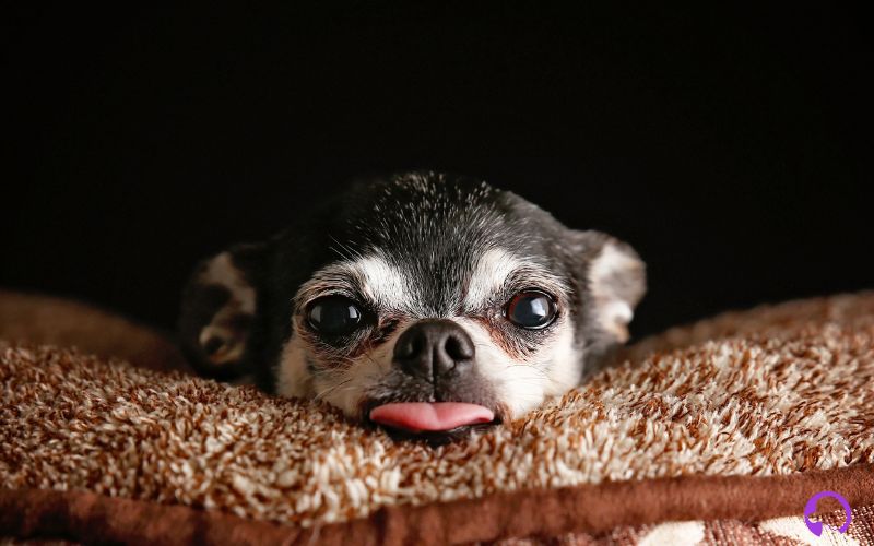Chihuahua cabeza de manzana precio.