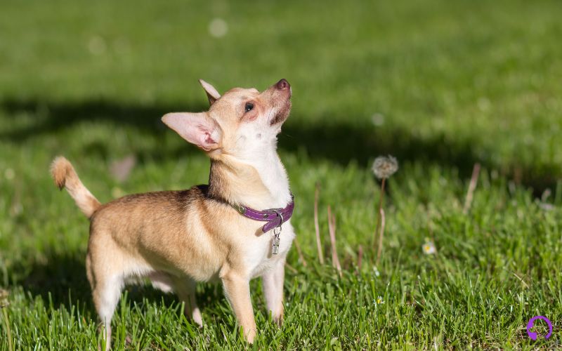 Chihuahua en granada