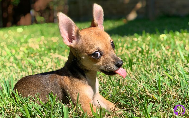 Chihuahua gigante