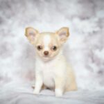 Chihuahua granada
