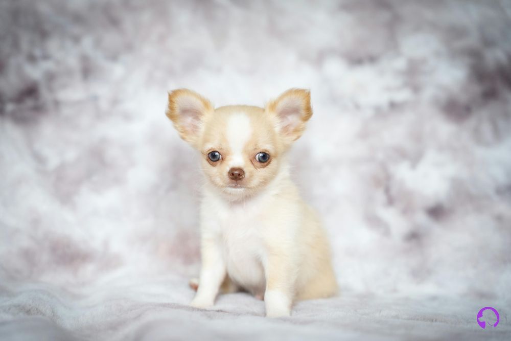 Chihuahua granada