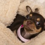 Chihuahua grande