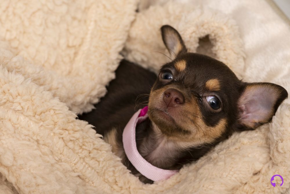 Chihuahua grande