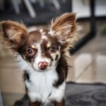 Chihuahua pelo largo
