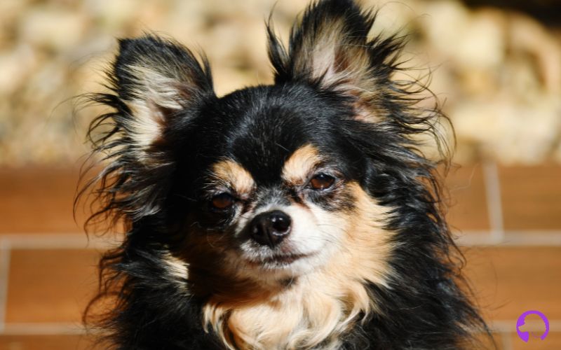 Chihuahua pelo largo precio
