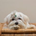 bichon maltes coreano