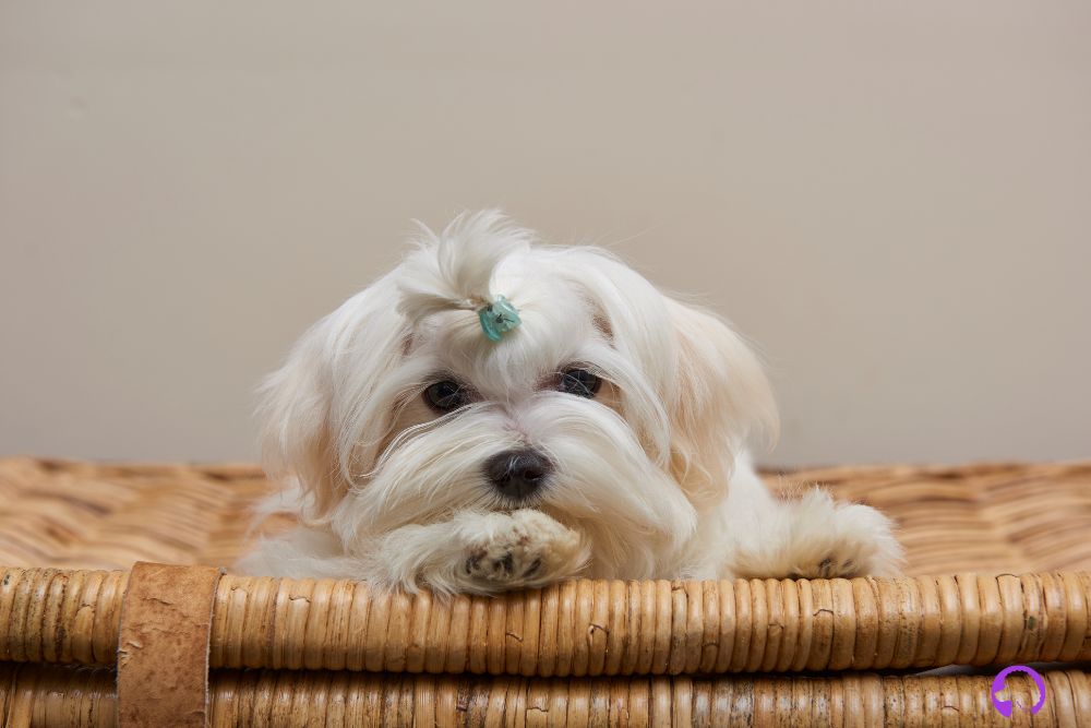 bichon maltes coreano