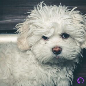 bichon maltes coreano adulto