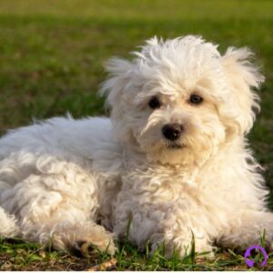 bichon maltes coreano micro