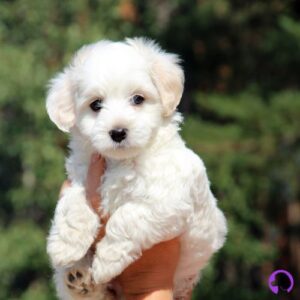 bichon maltes coreano tea cup