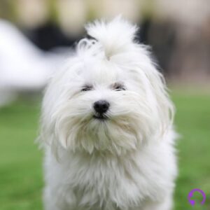 bichon maltes coreano teacup,