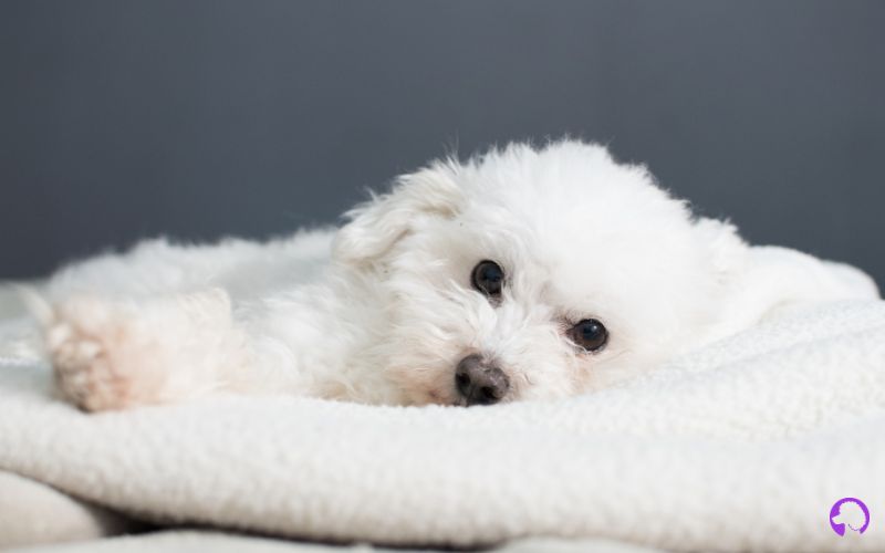 bichon maltes de linea coreana