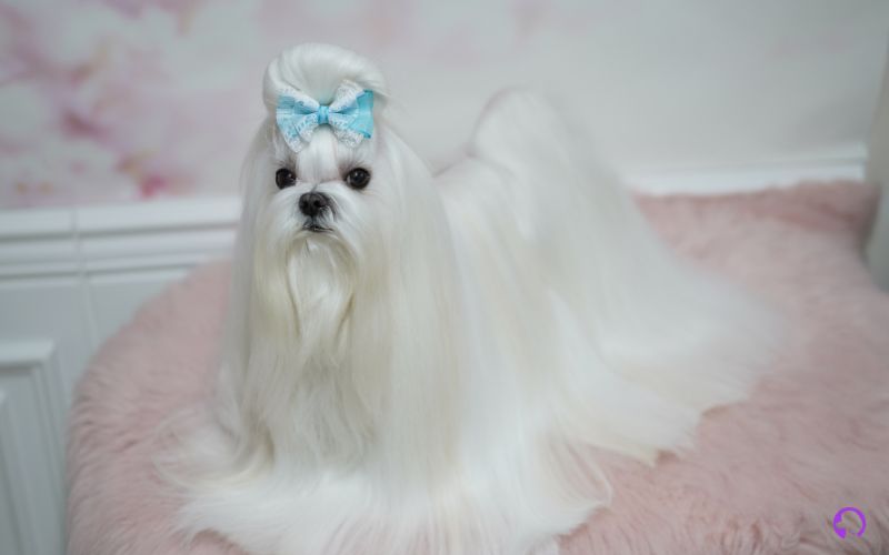 bichon maltes en granada
