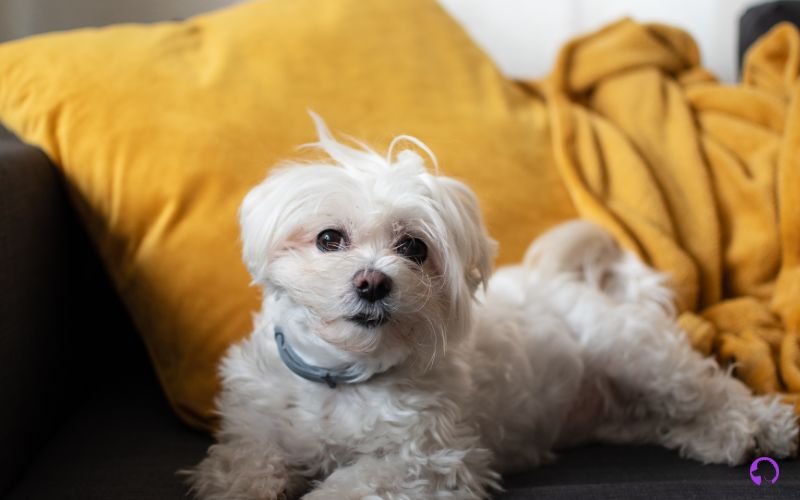 bichon maltes precio granada