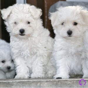 bichones malteses coreanos