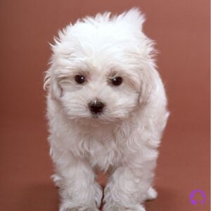 cachorros bichon maltes coreano