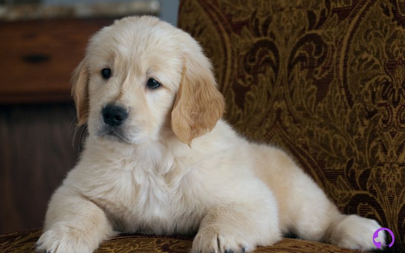cachorros golden retriever madrid
