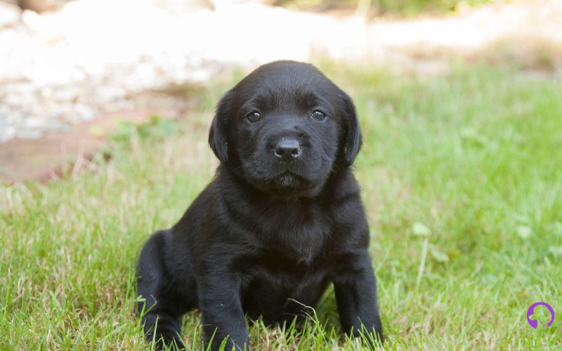 cachorros labrador madrid