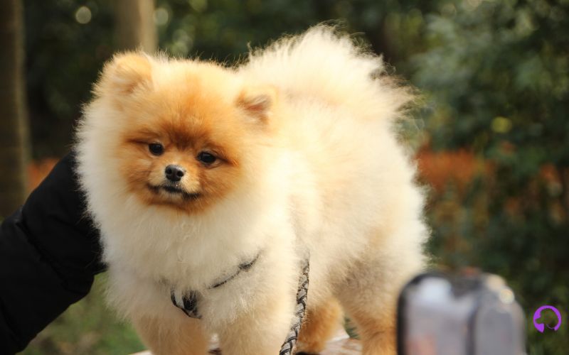 cachorros pomerania murcia