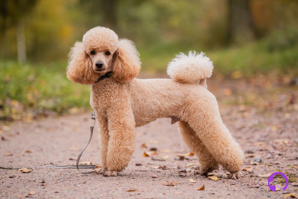 caniche toy Málaga