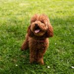 caniche toy alicante