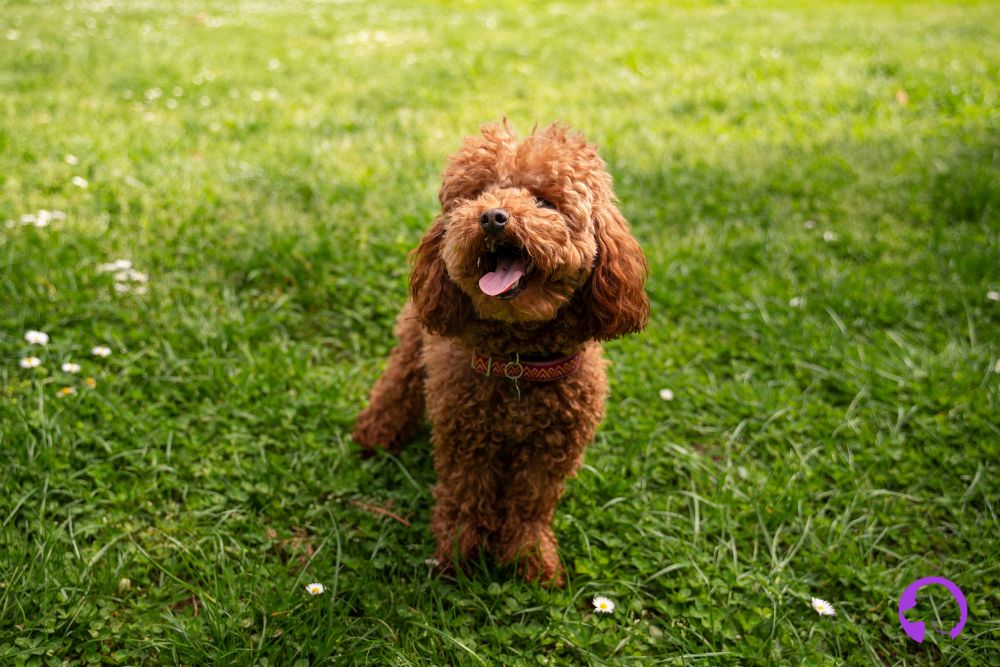 caniche toy alicante