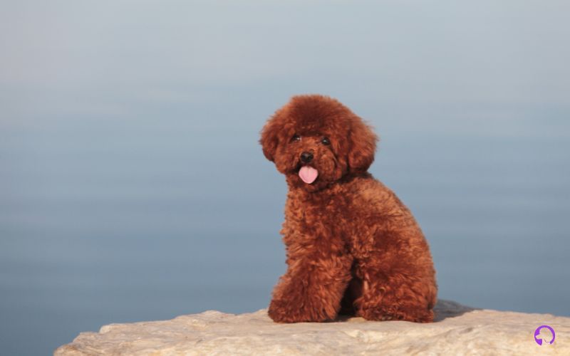 caniche toy en granada