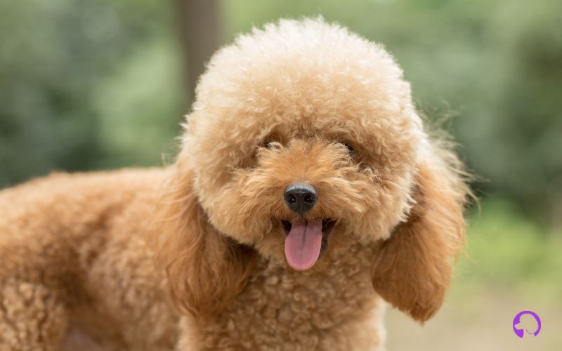 caniche toy en málaga