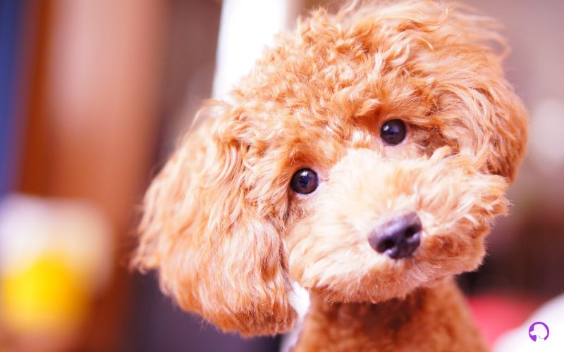 caniche toy en murcia