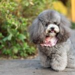 caniche toy granada