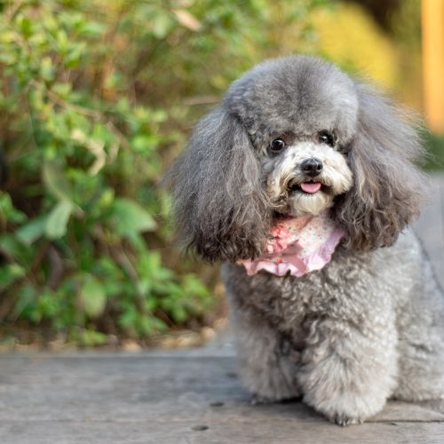 caniche toy granada