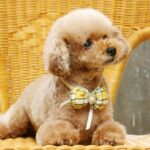 caniche toy murcia