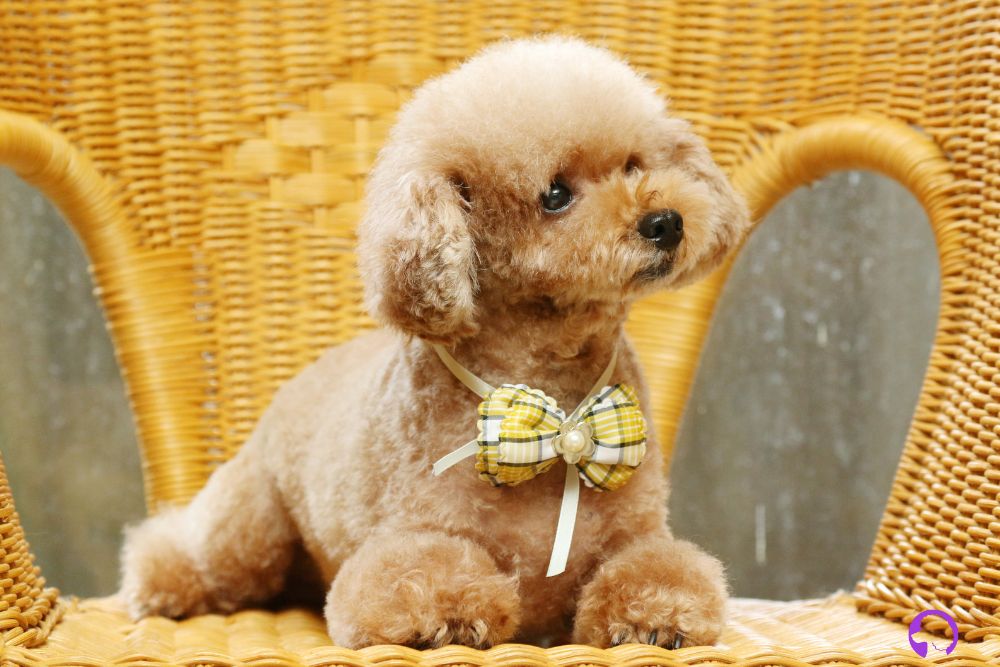 caniche toy murcia