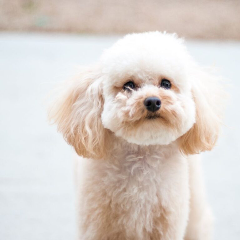 caniche toy precio murcia