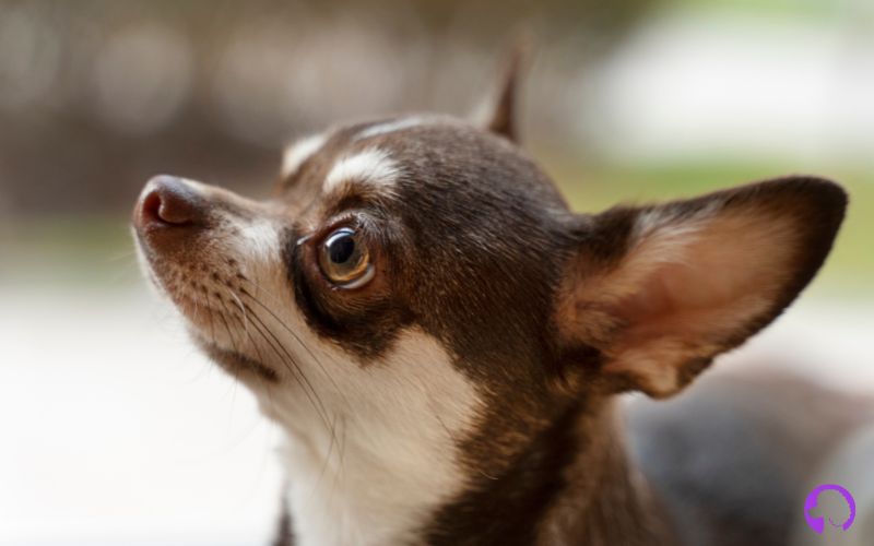 criadero Chihuahua Toy