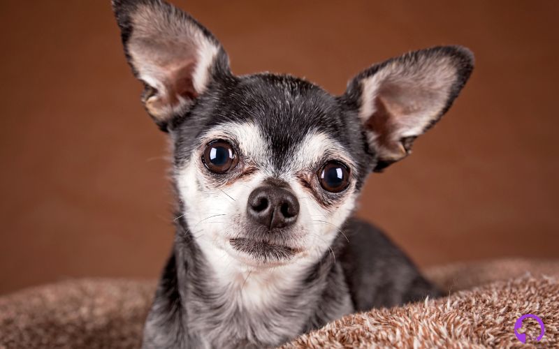 criadero Chihuahua cabeza de manzana