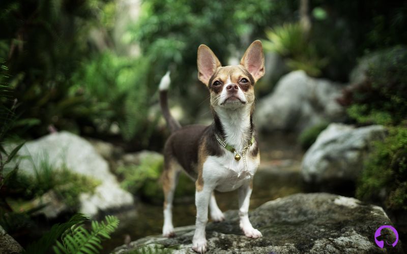 criadero Chihuahua grande