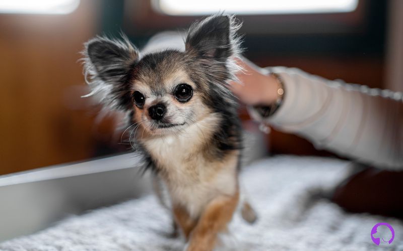 criadero Chihuahua pelo largo