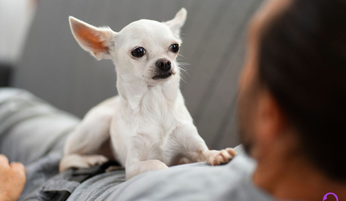 Chihuahua Toy