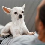 Chihuahua Toy