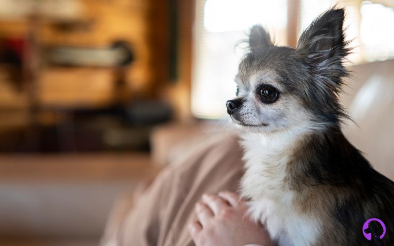 criador de Chihuahua pelo largo