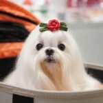 Bichon maltes granada