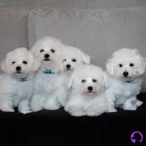 fotos de bichon maltes coreano