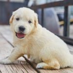 golden retriever Madrid