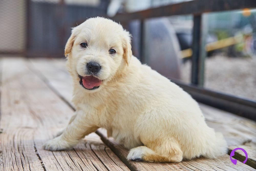 golden retriever Madrid