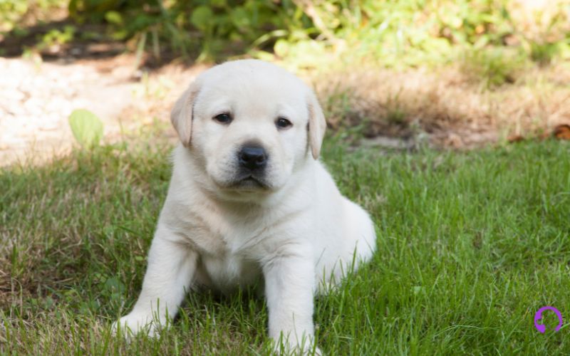 labrador madrid .