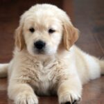 labrador retriever Madrid