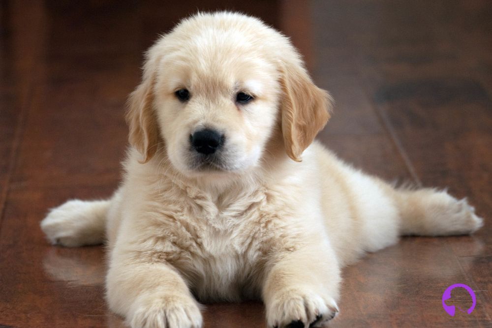 labrador retriever Madrid