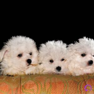 peso del bichon maltes coreano