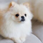 pomerania alicante